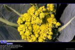 IMG_0553