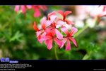 IMG_0555
