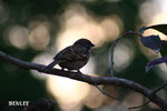 IMG_2034 copy