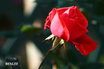 IMG_1966
