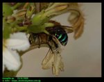 Blue banded bee (Amegilla sp.)