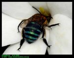 Blue banded bee (Amegilla sp.)