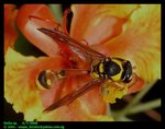 Another Delta sp. potter wasp found in Singapore