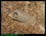 Nest of mud dauber wasp (Sphecidae, possibly Sceliphron)