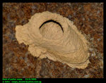 Nest of potter wasp (Vespidae, Eumeninae)