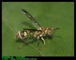 Small paper wasp (Ropalidia sp.)
