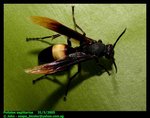 Banded paper wasp, Polistes sagittarius
