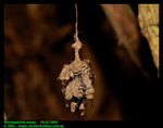 Nest of Stenogastrine wasps.