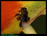 Stingless bee