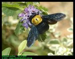 Carpenter bee (Xylocopa confusa). Female