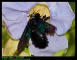Giant carpenter bee (Xylocopa latipes)