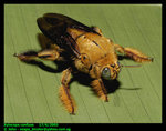 Carpenter bee (Xylocopa confusa). Male.