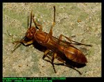 Lesser paper wasp (Parapolybia indica)  印度側異腹胡蜂