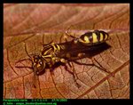Lesser paper wasp (Parapolybia varia)  變側異腹胡蜂