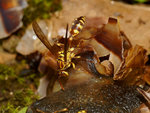 Lesser paper wasp (Parapolybia varia) 變側異腹胡蜂