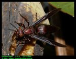Giant brown paper wasp (Polistes gigas) 棕馬蜂