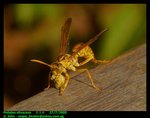 Common paper wasp (Polistes olivaceus) 果馬蜂