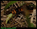 Large hornet (Vespa ducalis) killing grasshopper   黑尾胡蜂捕食草蜢