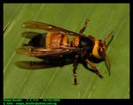 Large hornet (Vespa ducalis)   黑尾胡蜂