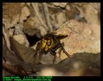 Large hornet (Vespa ducalis) at nest entrance.