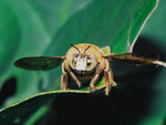 Male collared carpenter bee (Xylocopa collaris)  领木蜂 (雄蜂)