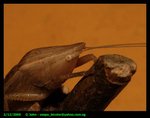 Long horned grasshopper