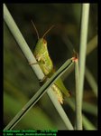 Grasshopper, unknown species.