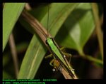 Small rice grasshopper (Ceracris hoffmanni)