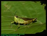 Small rice grasshopper (Ceracris hoffmanni)