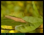 Long horned grasshopper