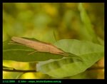 Long horned grasshopper