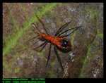 Hong Kong assassin bug (Sycanus croceovittatus)