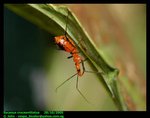 Hong Kong assassin bug (Sycanus croceovittatus)