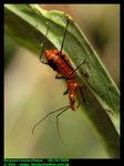 Hong Kong assassin bug (Sycanus croceovittatus)