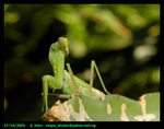 mantis10_12426