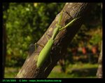 mantis11_12433