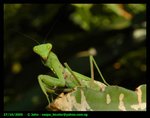 mantis9_12424