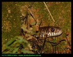 Snake