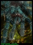 Avicularia versicolor (Antilles pinktoe)