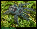 Avicularia versicolor (Antilles pinktoe)