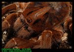 Citharischius crawshayi (King baboon tarantula)