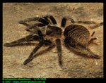 Brachypelma albopilosum (Curlyhair tarantula)