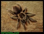 Brachypelma albopilosum (Curlyhair tarantula)