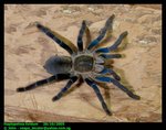Haplopelma lividum (Cobalt blue tarantula)
