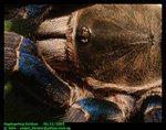 Haplopelma lividum (Cobalt blue tarantula)