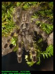 Poecilotheria miranda (fourspot ornamental)