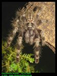 Poecilotheria miranda (fourspot ornamental)