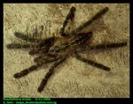 Poecilotheria ornata (Ornate ornamental tarantula)