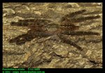 Poecilotheria ornata (Ornate ornamental)