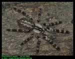 Poecilotheria regalis (Indian ornamental tarantula)